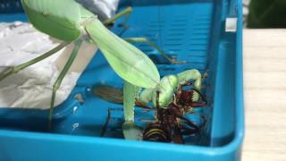 Rhombodera megaera smash a giant hornet [upl. by Pretrice]