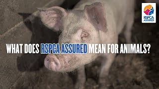 What does the RSPCA logo guarantee for animals  RSPCA EXPOSED [upl. by Arikat]