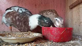 Ducks quacking Ducks drinking water [upl. by Wilhide]