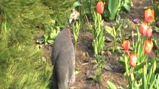 helmeted guineafowl sings [upl. by Ennadroj248]