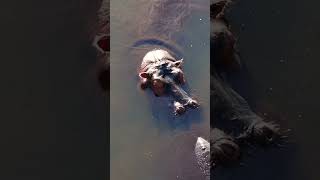 Hippos of Letaba part 4 hippo wildlifephotography krugernationalpark africa [upl. by Elam806]