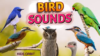 Bird Sounds and Names  Birds Chirping  Birds Sounds Compilation  Learn Bird Names [upl. by Eednarb]