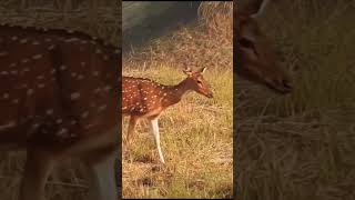 Axis Deer seen in a forest shorts wildlife [upl. by Odirfliw943]