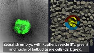 Kupffer’s vesicle KV moving through tissue [upl. by Dupre]