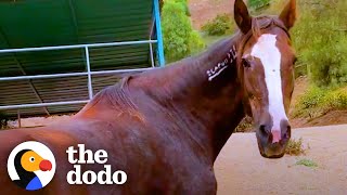 Rescued Wild Horse Loves To Play With A Little Donkey  The Dodo [upl. by Moersch]