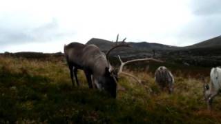 Cairngorm Reindeer [upl. by Lilli48]