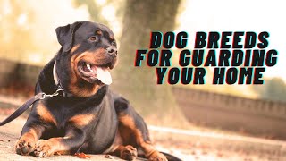 The Best Dog Breeds for Guarding Your Home [upl. by Liek]