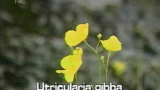 conespur bladderwort Utricularia gibba [upl. by Crisey556]