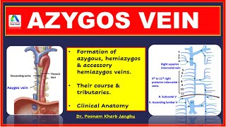 Azygous  Accessory Hemiazygos and Hemiazygos veins  Azygos vein anatomy [upl. by Kablesh]