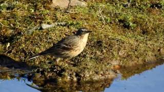 Water pipit feeding at Swillington ings [upl. by Damali]