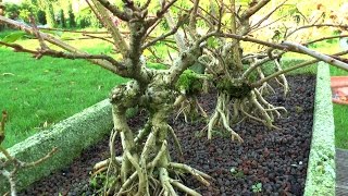 Bonsai auf Wurzeln heranziehen [upl. by Emalee]