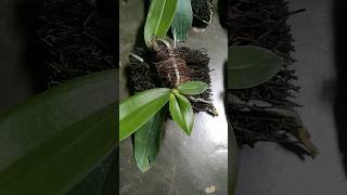 Phal Amabilis 35 ribupapan 0895 2379 3309 phalamabilis anggrekamabilis anggrekbulanamabilis [upl. by Nilesoy952]