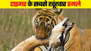 टाइगर के दिल दहला देने वाले हमले  Most Dangerous Tiger Attacks [upl. by Haisej]