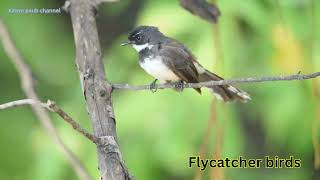 Flycatcher birds only [upl. by Nesmat125]