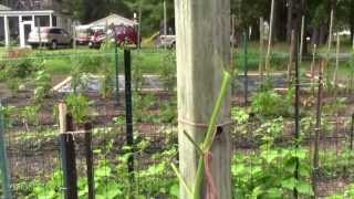 TOMATO PLANT DAMAGE FROM STARLINGS [upl. by Sharona]