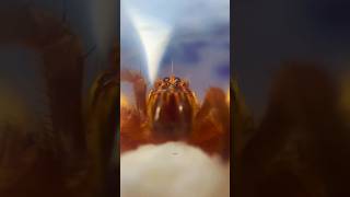 Линька паука Cupiennius salei 🕷️ Tiger Wandering Spider shorts spider tarantula molting паук [upl. by Noby531]