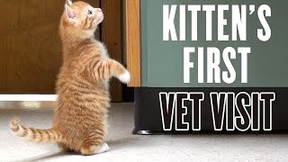 Kittens First Vet Visit [upl. by Juetta]