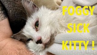 Sick Kitty   Pyothorax afflicts Foggy [upl. by Amehr582]