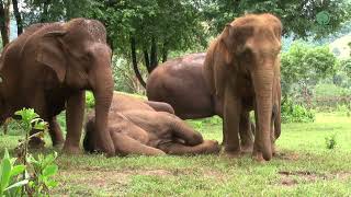 Sweet Dreams KhamLa’s Peaceful Afternoon Nap  ElephantNews [upl. by Okim]