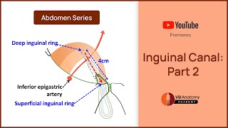 Inguinal Canal Part2 Comprehensive Anatomy Guide  Abdomen Anatomy Series [upl. by Saberhagen966]