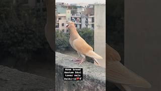 Home breed jarad chotidar🕊️pigeon kabutar subscribe subscribemychannel like share comment ❤️ [upl. by Laen]