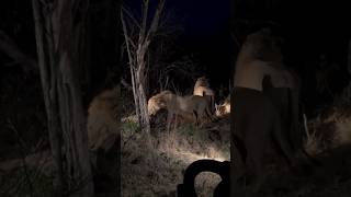 Leones en la noche Nkuhuma y Khanya lions shorts lions wildlife bigcats [upl. by Stanislaw]