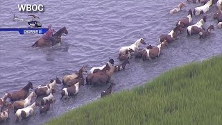 Chopper video Ponies swim across during 2024 Chincoteague Pony Swim [upl. by Euqram]