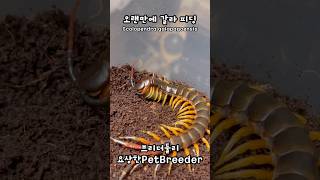 갈라파고스 민물고기 피딩  Scolopendra galapagoensis feeding fish  Galapagos giant centipede [upl. by Yran]