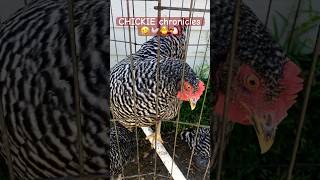 homestead backyardanimals basil backyardchickens hens chicken chicks babychicks pullets [upl. by Nairam]