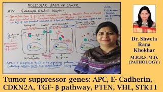 Tumor suppressor genes APC E Cadherin CDKN2A TGF β pathway PTEN VHL STK11  Neoplasia [upl. by Aitrop]