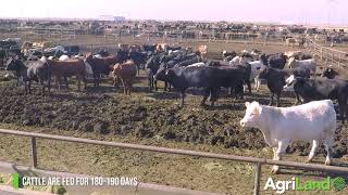 Wrangler Feedyard Texas US [upl. by Ardnassak]