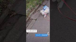 お散歩マルチーズのポポとマルポメのラテのポテポテ歩き dog マルチーズ ミックス犬 マルポメ 愛犬 いぬのきもち 犬のいる暮らし お散歩 可愛い [upl. by Aire]