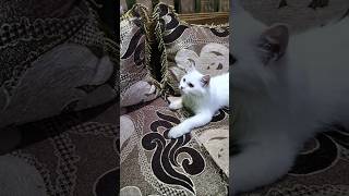 Biye diya dabo😍reels shortvideo catlover trending viralshort cat shortsviral reel short 💖💖 [upl. by Amliv519]