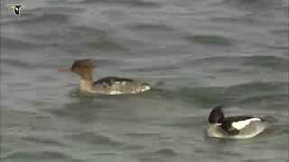 Redbreasted Merganser pair [upl. by Hauhsoj]