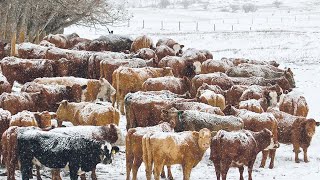 American Ranchers Raise Millions Of Cattle In Snow Season This Way  Livestock Farming [upl. by Ongineb28]