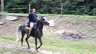 BEAUTIFUL GREY REG STANDARDBRED MARE FOR SALE COLOR AND SPEED [upl. by Dacey]