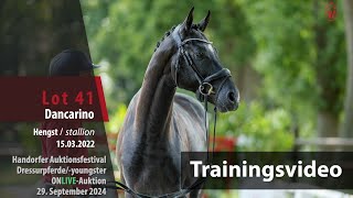 Auktionsfestival Training Lot 41 Dancarino Hengst v Dimaggio Black  Escolar [upl. by Roseanna731]