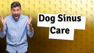 Can you flush a dogs sinuses [upl. by Mcnutt]