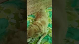 Mickey ki masti funnn reetkevideos [upl. by Tratner981]