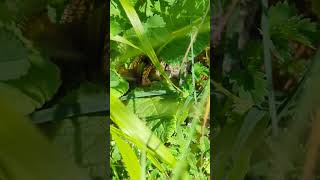 A splendid little female Duke of Burgundy butterfly laying eggs on a very shaded Cowslip leaf [upl. by Tony]