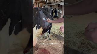 PostCesarean Wound Care Nurturing New Mothers on the Farm veterinary cows farm [upl. by Mungam]