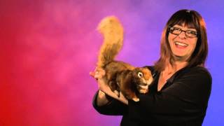 Folkmanis® Red Squirrel Puppet Demo [upl. by Alanson]