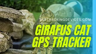 GIRAFUS CAT TRACKER  The Best GPS Tracker 2022Top Tracking Devices [upl. by Anesuza10]