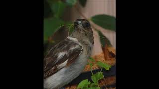 Adolescent Pied Butcherbird Practicing Song  Bush Hands [upl. by Adnomal147]