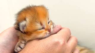 Why wont this newborn kitten open its eyes [upl. by Spancake]