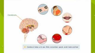 Structure Of the Brain [upl. by Patrizia]