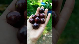 JABOTICABA മര മുന്തിരി [upl. by Leihcim]