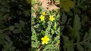 Tribulus terrestris  gokhru [upl. by Ahtanaram47]