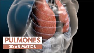 ¿Cómo Funcionan los pulmones  Animación 3D [upl. by Nnairam201]