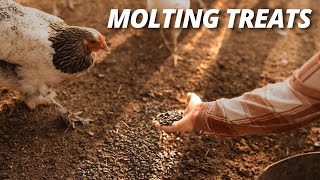 The Perfect Treat for Molting Chickens [upl. by Chaunce]